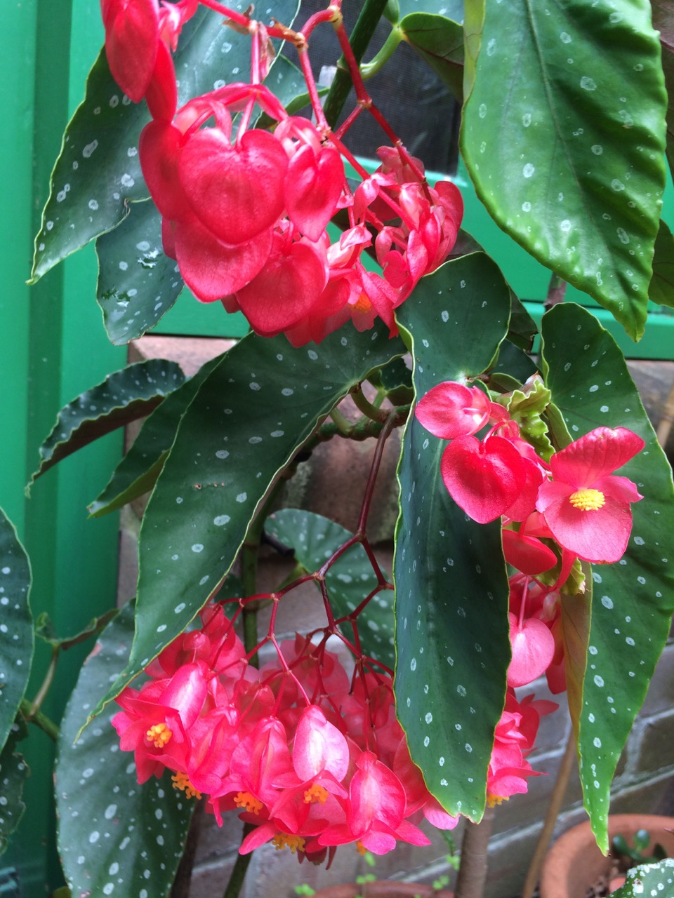 B. ‘Lilyana Nye’